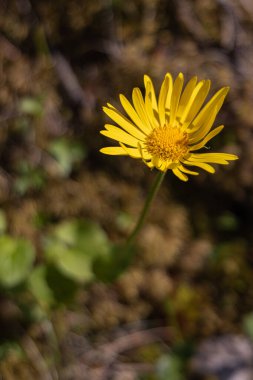 Tjentiste, Foca, Bosna-Hersek. Sutjeska Ulusal Parkı 'ndaki Perucica Orman Rezervi' nde kır çiçekleri.