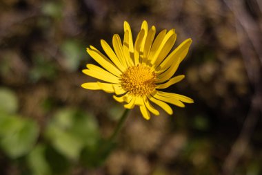 Tjentiste, Foca, Bosna-Hersek. Sutjeska Ulusal Parkı 'ndaki Perucica Orman Rezervi' nde kır çiçekleri.