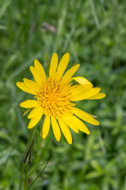Sutjeska Ulusal Parkı, Tjentiste, Foca, Bosna-Hersek. Sutjeska Milli Parkı 'nda kır çiçeği.