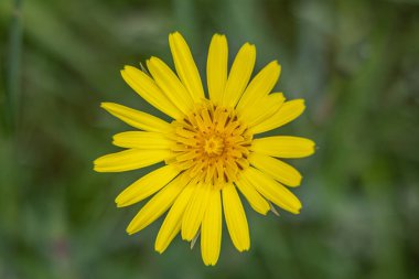 Sutjeska Ulusal Parkı, Tjentiste, Foca, Bosna-Hersek. Sutjeska Milli Parkı 'nda kır çiçeği.