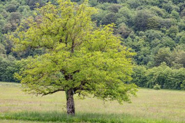 Sutjeska Ulusal Parkı, Tjentiste, Foca, Bosna-Hersek. Sutjeska Ulusal Parkı 'ndaki bir tarlada ağaç.