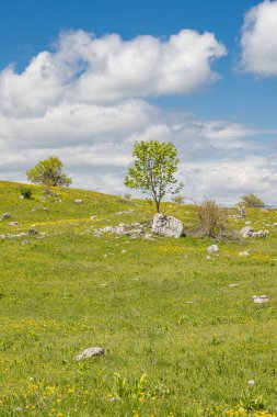 Gacko, Trebinje, Bosna-Hersek. Sutjeska Milli Parkı 'nda yeşil çayır.