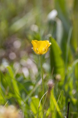 Gacko, Trebinje, Bosna-Hersek. Sutjeska Ulusal Parkı 'nda kır çiçekleri.