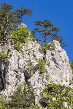 Sutjeska Ulusal Parkı, Tjentiste, Foca, Bosna-Hersek. Sutjeska Ulusal Parkı 'ndaki engebeli dağlar.