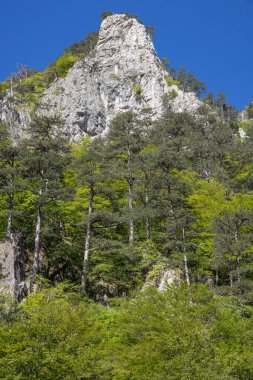 Sutjeska Ulusal Parkı, Tjentiste, Foca, Bosna-Hersek. Sutjeska Ulusal Parkı 'ndaki engebeli dağlar.
