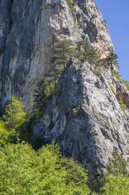 Sutjeska Ulusal Parkı, Tjentiste, Foca, Bosna-Hersek.