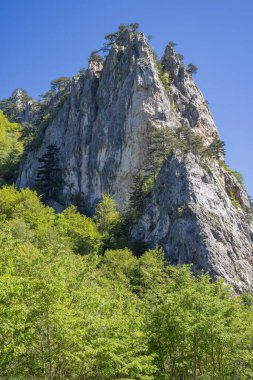 Sutjeska Ulusal Parkı, Tjentiste, Foca, Bosna-Hersek.