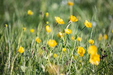 Gacko, Trebinje, Bosna-Hersek. Sutjeska Ulusal Parkı 'nda kır çiçekleri.