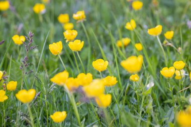 Gacko, Trebinje, Bosna-Hersek. Sutjeska Ulusal Parkı 'nda kır çiçekleri.