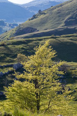 Gacko, Trebinje, Bosna-Hersek. Sutjeska Milli Parkı 'ndaki bir yamaçta ağaçlar.