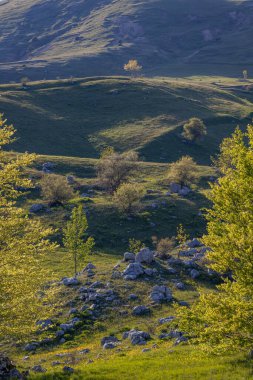 Gacko, Trebinje, Bosna-Hersek. Sutjeska Milli Parkı 'ndaki bir yamaçta ağaçlar.