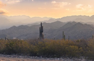 Saguaro kaktüsü, gün batımında parlayan gökyüzünün altındaki katmanlı dağlara karşı siluetlendi. 60. yol. Katamarca, Arjantin