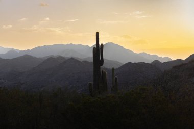 Katmanlı çöl dağlarının üzerinde canlı bir günbatımına karşı Saguaro kaktüsü silueti. Katamarca, Arjantin