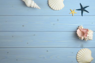 ahşap üzerine kabukları koleksiyonu