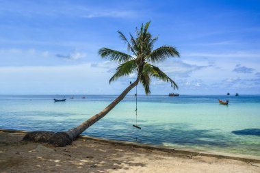 Palmiye ağacı Koh Tao, Tayland at ile güzel bir plaj