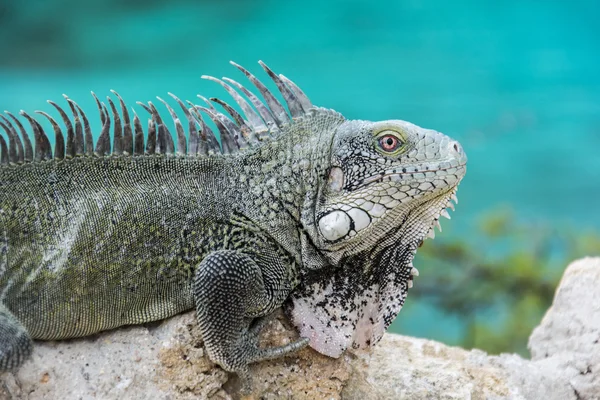 Playa Ottoman, Curacao adlı iguana