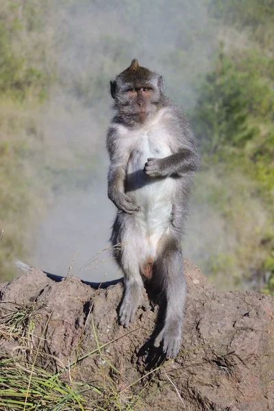 Wilder affe auf dem batur vulkan in bali, indonesien — Stockfoto