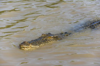 Tuzlu su timsahı Adelaide nehir, Kakadu Ulusal Parkı, Darwin, Avustralya