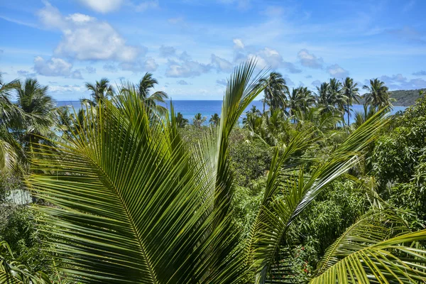 Gyönyörű palm fa kilátás nyílik Mantaray Island, Fidzsi-szigetek — Stock Fotó