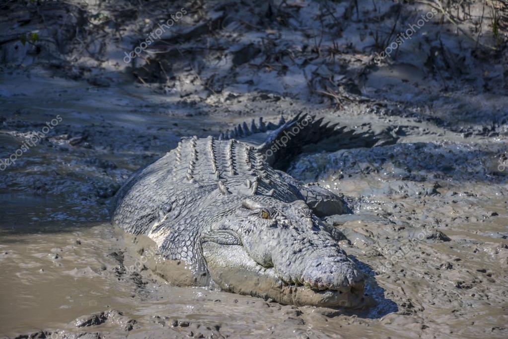 BRUTUS SCARICA