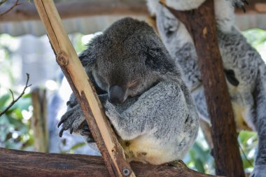 Koala Brisbane, Avustralya