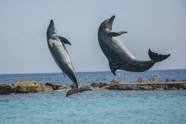 Jumping dolphins in the Caribbean sea - Curacao, Dutch Caribbean — Stock Photo, Image