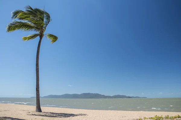 Egy magányos pálmafa, egy strandon, Queensland, Ausztrália — Stock Fotó