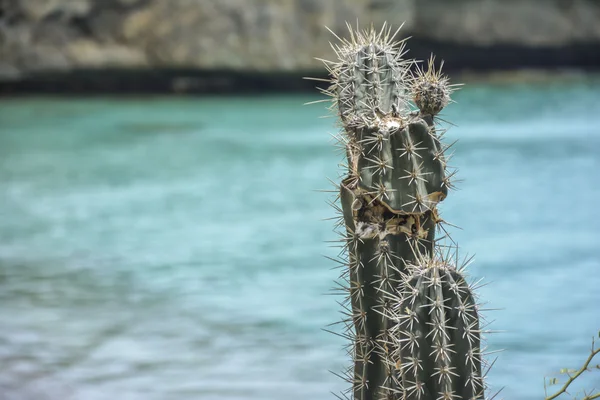 Cactus con un mare turchese sullo sfondo - Curacao, Caraibi olandesi — Foto Stock