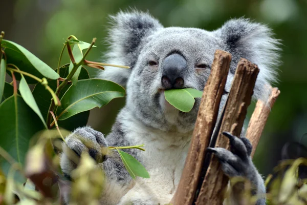 Koala Lone Pine Koala szentély Brisbane, Ausztrália — Stock Fotó