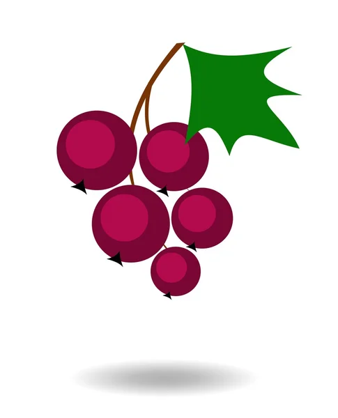 C vitamini, Siyah frenk üzümü