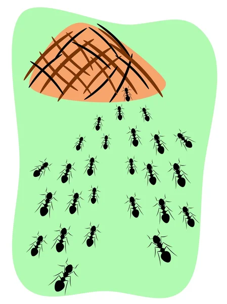 siyah karınca, böcek, doğa, 