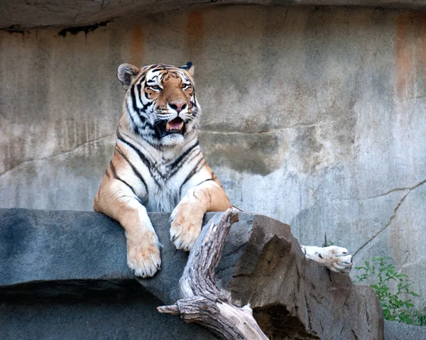 Τίγρης amur αρσενικό — Φωτογραφία Αρχείου
