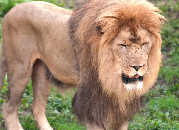 Erkek Afrika kaplanı