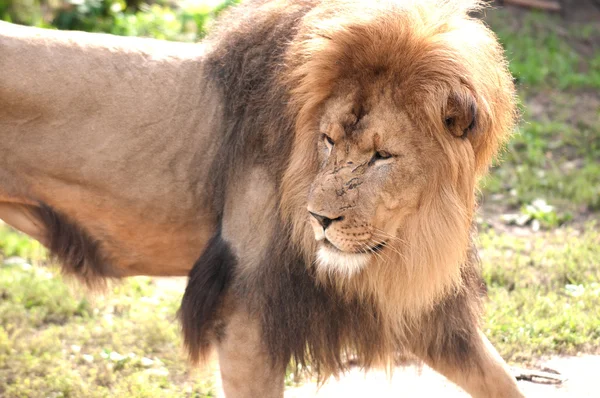 Mannelijke Afrikaanse tijger — Stockfoto