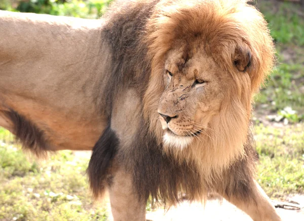 Mannelijke Afrikaanse tijger — Stockfoto