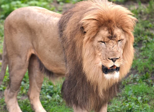 Mannelijke Afrikaanse tijger — Stockfoto