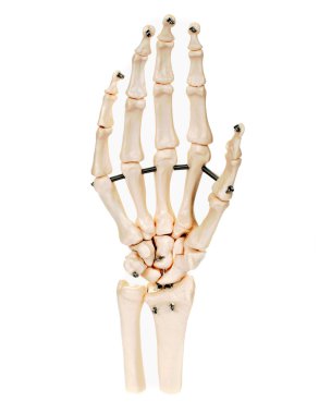 Beyaz arka plan üzerinde el iskelet