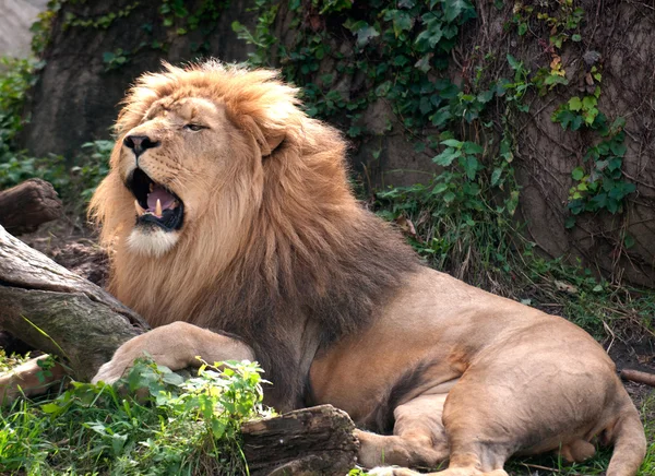 Rey león africano —  Fotos de Stock