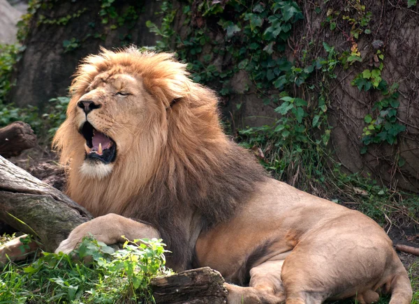 Rey león africano —  Fotos de Stock