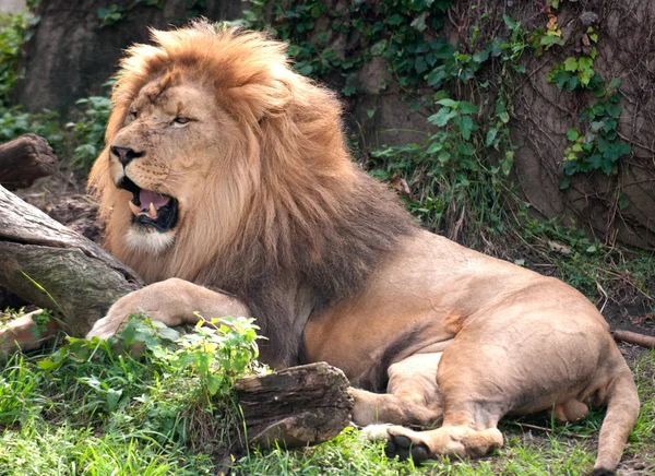 Αφρικανικό λιοντάρι βασιλιάς — Φωτογραφία Αρχείου