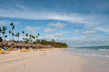 Karayip Hindistan cevizi palmiye ağaçları