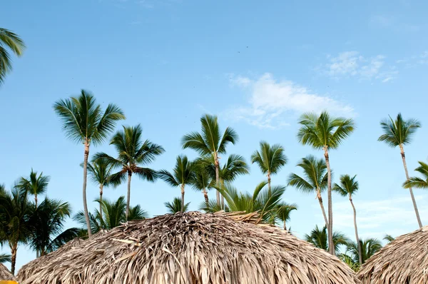 Karayip Hindistan cevizi palmiye ağaçları