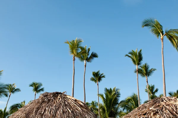 Palmeras de coco del Caribe — Foto de Stock