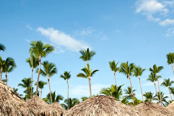 Palmeras de coco del Caribe — Foto de Stock