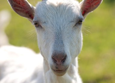 Bilseme-e yerli keçi