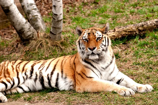 Tigre de amur macho — Fotografia de Stock