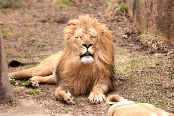 Mannelijke Afrikaanse leeuw — Stockfoto