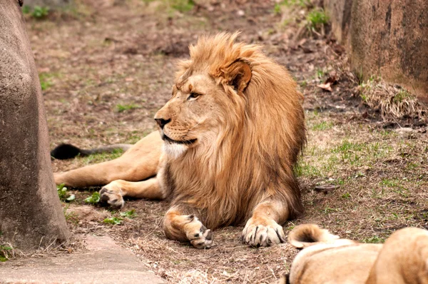 Αρσενικό, αφρικανικό λιοντάρι — Φωτογραφία Αρχείου