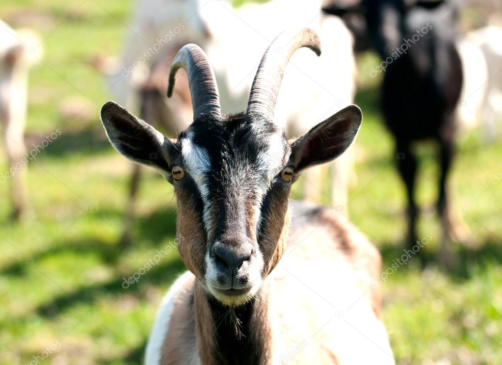 Curios domestic goat