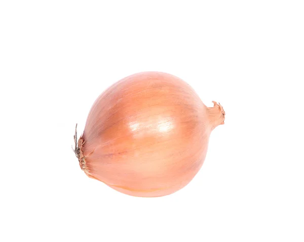 Fresh organic onion — Stock Photo, Image